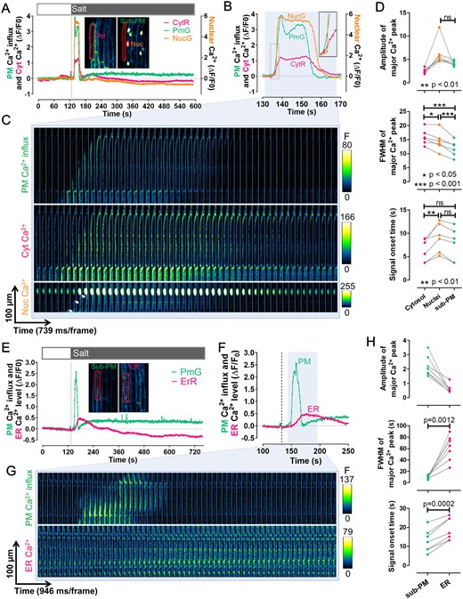 Visualization of the Ca2+ signatures in response to salt treatment in four subcellular compartments of the root epidermal cells. A and B, Time course of fluorescent intensity changes (ΔF/F0) of the CamelliA_CytR, CamelliA_PmG, and CamelliA_NucG in the same root epidermis cell before and after salt treatment (salt buffer: 150 mM NaCl, 5 mM KCl, 10 mM CaCl2, 10 mM MES pH 5.8). The ROIs highlighted by the red line in the inserted two images were used for quantifying the intensity of corresponding Ca2+ sensors. The time course between 130 and 170 s was replotted in B to show the detail of the Ca2+ dynamics in the cytosol, the sub-PM region, and the nucleus. Insert in B showed the detail of the dotted rectangle region. C, Time-lapse images of the sub-PM region (upper), the cytosol (middle), and the nucleus (lower) of the same root epidermis cell expressing the above three Ca2+ sensors during the time course of the blue shaded region in B. The white arrows in the lower panel highlight the propagation of the sub-PM Ca2+ wave toward the nucleus. D, Quantitative analyses of the Ca2+ signal spectra in the three subcellular compartments, including amplitude (upper panel) and FWHM (of signal peaks, as a measure of signal duration) (middle panel) of the major Ca2+ peak, and the signal onset time (lower panel) after salt treatment. Data points measured from the same cell were connected by a gray line in all charts. The difference between the signal amplitudes of sub-PM and nuclear Ca2+ peaks was tested by paired t test, and the difference of the signal durations and onset time in all three compartments was tested by one-way repeated measures ANOVA test. E and F, Time course of fluorescent intensity changes (ΔF/F0) of the CamelliA_PmG and CamelliA_ErR in the same root epidermis cell before and after salt treatment. The ROIs highlighted by the red line in the inserted two images were used for quantifying the intensity of corresponding Ca2+ sensors. The time course between 100 and 250 s was replotted in F to show the detail of the Ca2+ dynamics in the sub-PM region and the ER lumen. G, Time-lapse images of the sub-PM region (upper) and the ER lumen (lower) of the same root cell expressing the two above Ca2+ sensors during the time course of the blue shaded region in F. H, Quantitative analyses of the Ca2+ signal spectra in sub-PM and ER lumen, including amplitude (upper panel) and FWHM (of signal peaks, as a measure of signal duration) (middle panel) of the major Ca2+ peak, and the signal onset time (lower panel) after salt treatment. Data points measured from the same cell were connected by a gray line in all charts. The difference between the duration and signal onset time of sub-PM and ER Ca2+ peaks was tested by paired t test. Positive fluorescence intensity changes (ΔF/F0) indicate increases in Ca2+ concentration in the corresponding subcellular compartment. Representative data from at least three independent biological repeats were shown. Cyt, cytosolic; Nuc., nuclear.