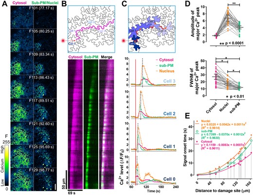 Laser-wounding triggered a local shock wave-like Ca2+ wave in the leaf epidermis. A, Time-lapse images of the leaf epidermis after laser-wounding. The cytosolic Ca2+ dynamics were shown on the left, and the Ca2+ dynamics in the sub-PM regions and the nuclei were shown on the right. The number (F101–F129) and time of each frame were labeled outside and inside of the parenthesis, respectively. At frame 100 (F100), the red square labeled region (upper panel in b and c) of the pavement cell was irradiated by a 405 nm laser. B, Kymograph (lower panel) of the CamelliA_CytR and CamelliA_PmG fluorescence along the path indicated as the purple line across Cell 0–3 in the upper panel. C, Time course of the fluorescence intensity changes (ΔF/F0) of the CamelliA_CytR, CamelliA_PmG, and CamelliA_NucG in four cells (Cell 0 is the wounded cell and Cell 1–3 are three neighboring cells) during the period of 60–240 s (F79–F312). In each cell, the ROI labeled by the red line was used for quantifying the intensity of the Ca2+ sensors in the cytosol and sub-PM region, the ROI labeled by the orange spot was used for quantifying the intensity of the nuclear Ca2+ sensor. The dotted line in each chart highlights the time point when the nuclear Ca2+ level reached its peak. The red square pointed by the laser icon on Cell 0 indicates the wounding site. Positive fluorescence intensity changes (ΔF/F0) indicate increases in Ca2+ concentration in the corresponding subcellular compartment. D, Quantitative analyses of the Ca2+ signal spectra in the three subcellular compartments, including amplitude (upper panel) and FWHM (of signal peaks, as a measure of signal duration) (lower panel) of the major Ca2+ peak. Data points measured from the same cell were connected by a gray line in both charts. The difference between the signal amplitudes of sub-PM and nuclear Ca2+ peaks was tested by paired t test, and the difference of the signal durations among three compartments was tested by one-way repeated measures ANOVA test. E, Quantitative analyses of signal onset time and distance between measured cell to the wounding site. Signal onset time in the three compartments of the same cell is connected by a gray vertical line. The data points of onset time versus distance for each compartment are fit with a second degree polynomial trendline. Representative data from 10 independent biological repeats were shown. Scale bar is 50 µm in A.