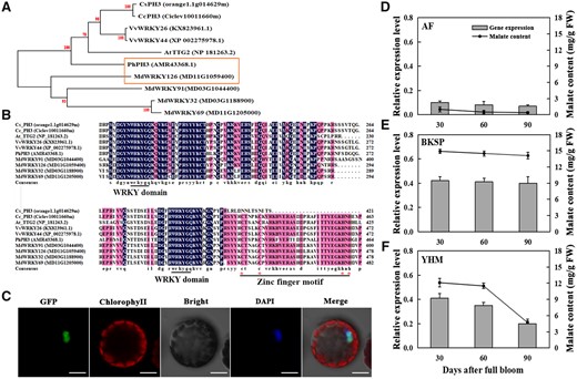 Localization and phylogenetic analysis of MdWRKY126 and its expression in apple fruit with different acidity levels. A, Phylogenetic analysis of MdWRKY126. The WRKY126 protein sequences of six different species were obtained to build a phylogenetic tree using the maximum likelihood method on the basis of 1,000 bootstrap analyses of the MEGA version 6.0 software. The bootstrap values were provided near branched lines. For each protein, a GenBank accession number or gene identifier was displayed in bracket. The specific species involved as follows: Cs, C. sinensis; Cc, Citrus clementina; Vv, V. vinifera; At, A. thaliana; Ph, P. hybrida; Md, M. domestica. B, Sequence alignment of MdWRKY126. The WRKY domain was blasted using DNAMAN version 6.0 software, the conserved amino acid residues were displayed in dark blue. The WRKYGQK motif was underlined, cysteine and histidine forming the zinc finger were marked with red asterisk and underlined. C, Subcellular localization of MdWRKY126. 35Spro::MdWRKY126::GFP was expressed transiently in protoplasts of Arabidopsis leaves with 35Spro::GFP alone as control. Fluorescence was observed under a confocal laser scanning microscope (LSM 710; Carl Zeiss, Oberkochen, Germany) equipped with a water immersion objective (100×/1.40). GFP excitation was performed using a 488 nm solid-state laser, fluorescence was detected at 498–535 nm, and the intensity and gain were 11.9% and 800, respectively. DAPI excitation was performed using a 405 nm solid-state laser, and fluorescence was detected at 430–470 nm, and the intensity and gain were 6.61% and 800, respectively. Stacks of 1,024 × 1,024 pixels (pixel size of 0.363 × 0.363 μm) optical section were generated with a Z-interval of 0.5 μm. DAPI served as a nuclear dye. Scale bars, 20 µm. D–F, Malate content and MdWRKY126 expression in fruit of “BSKP,” “AF,” and “YHM” during development. The fruits were collected 30, 60, and 90 DAFB. GC–MS was used to measure the malate content (line graph), and quantitative expression analysis of MdWRKY126 was conducted in fruit of “BSKP,” “AF,” and “YHM” (bar graph). Values are presented as the mean ± SD of three repetitions.