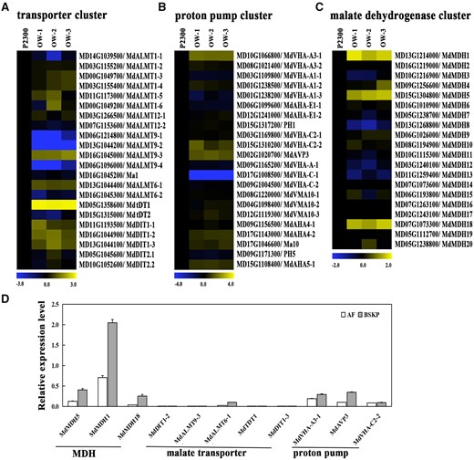 The expression level of genes involved in Ma metabolism and malate transport in MdWRKY126-overexpressing apple calli. A–C, Transcript accumulation of acid-associated genes in the control (P2300) and three MdWRKY126 overexpression apple calli (OW-1, OW-2, and OW-3). A, Heat map of the expression levels of malate transporter genes in MdWRKY126 transgenic calli compared to control. B, Heat map of the expression levels of proton pump genes in MdWRKY126 transgenic calli compared with control. C, Heat map of the expression levels of MDH genes in MdWRKY126 transgenic calli compared with control. AHA-E1, vacuolar ATP synthase subunit E1; VMA, vacuolar membrane ATPase. The fold change was specified as a log2 value and the data of P2300 was set as 1 for each gene. D, The mRNA relative expression level of malate-related genes (upregulated in MdWRKY126 transgenic calli) in “AF” and “BSKP” apple fruit. For RT-qPCR, gene transcript levels were normalized to those of MdActin and the relative expression levels of each gene were calculated with the ddCT method. Values are presented as the mean ± sd on the basis of three repetitions.