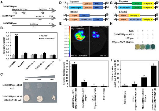 MdWRKY126 binds to the promoter of MdMDH5. A, W-BOX elements in the upstream promoter region of three genes (MdMDH5, MdAVP3, and MdMDH1) upregulated in MdWRKY126 overexpressing calli. B, ChIP-PCR demonstrated the binding of MdWRKY126 to the MdMDH5 promoter in vivo. Cross-linked chromatin samples were extracted from calli carrying 35Spro::MdWRKY126-GFP (GFP-overexpressing calli as control) and sedimented using an anti-GFP antibody. The ChIP test was repeated three times and the eluted DNA fragments in each ChIP were considered one biological replicate for the amplification of promoter sequences near the W-box. Significant difference (**P < 0.01) was calculated by Student’s t test. C, Y1H assay showed that MdWRKY126 bound to the MdMDH5 promoter containing one W-box motif. The co-transformation of empty vector PGADT7 and the MdMDH5 promoter (PGADT7+MdMDH5Pro-pAbAi) into yeast cells served as control. The screening concentration of ABA was 300 ng/mL. D–F, LUC assay in tobacco (N. benthamiana) leaves revealed that MdWRKY126 interacted with MdMDH5 promoter. D, Schematic diagram of the effector vector (35Spro::MdWRKY126) and Luc reporter vector (MdMDH5pro::Luc). E, Fluorescence imaging of tobacco leaves expressing both 35Spro::MdWRKY126 and MdMDH5pro::Luc showed enhanced fluorescence signal, revealing that MdWRKY126 could activate the expression of MdMDH5. F, Quantitative analysis of luminous intensity for the transformants, with the fluorescence intensity of 35Spro+Luc set as 1. Values are presented as the mean ± sd on the basis of three repetitions. Different letters over each bar indicate significant difference as determined via one-way ANOVA at P < 0.05. G–I, GUS reporter assay indicated that MdWRKY126 promoted the expression of MdMDH5. G, Schematic diagram of the GUS effector vector (35Spro::MdWRKY126) and GUS reporter vector (MdMDH5pro::GUS). H, Agrobacterium containing 35Spro::MdWRKY126 and MdMDH5pro::GUS constructs were transiently transformed into apple calli for staining to verify the relationship between MdWRKY126 and the MdMDH5 promoter. I, Relative quantitative analysis of GUS activity for the transformants, with the GUS activity of 35Spro + GUS set as 1. Values are presented as the mean ± sd on the basis of three repetitions. Different letters over each bar indicate significant difference as determined via one-way ANOVA at P < 0.05.