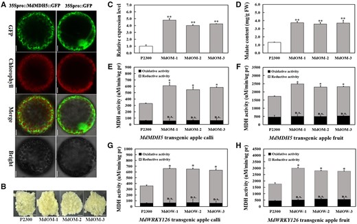 Functional analysis of MdMDH5. A, Subcellular localization of 35Spro::MdMDH5::GFP expressed transiently in protoplasts of Arabidopsis leaves with 35Spro::GFP alone as control. Scale bars, 20 µm. B, Phenotype of control and three MdMDH5 transgenic calli lines. Overexpression vector pCAMbia2300-MdMDH5 and empty pCAMbia2300 vector were transformed into apple calli for MdMDH5 overexpressing lines (MdOM-1,2,3) and control (P2300). Scale bars, 1 cm. C, The mRNA relative expression level of MdMDH5 in control and MdMDH5 overexpressing calli. D, The malate content in control and MdMDH5 overexpressing calli. E–F, The oxidative and reductive activities of MDH in MdMDH5 overexpressing calli (E) and apple fruits (MdOM-1,2,3) (F) with tissues carrying pCAMbia2300 as controls (P2300). G–H, The oxidative and reductive activities of MDH in MdWRKY126 overexpressing calli (G) and apple fruits (MdOW-1,2,3) (H) with tissues carrying pCAMbia2300 as controls (P2300). Values are presented as the mean ± sd of three repetitions. Significant difference (P > 0.05; *P < 0.05; **P < 0.01) were calculated by Student’s t test.