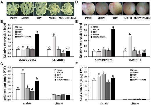 MdWRKY126 facilitates malate accumulation via increasing MdMDH5 expression level. A, Expressions of MdWRKY126 and MdMDH5 in “Orin” calli. The complete cDNA of MdWRKY126 and MdMDH5 genes were inserted respectively into pCAMBIA2300 vector for MdOW and MdOM, whereas the specific antisense cDNA fragments of MdMDH5 were introduced into the pTRV2 vector for suppression (MdTM). The empty vector pCAMBIA2300 (P2300) and pTRV2 (TRV) served as controls respectively. Scale bar, 1 cm. B, The mRNA relative expression levels of MdWRKY126 and MdMDH5 in control and transgenic calli. C, The malate and citrate contents in control and transgenic calli. D, MdOM MdTM as well as the co-transformed of pCAMBIA2300-MdWRKY126+pTRV2-MdMDH5 (MdOW+MdTM) in “Fuji” apple fruit. Scale bar, 1 cm. E, The mRNA relative expression levels of MdWRKY126 and MdMDH5 in control and transgenic apple fruit. F, The malate and citrate contents in control and transgenic apple fruit. Values are presented as the mean ± sd of three repetitions. Different letters over each bar indicate significant difference as determined via one-way ANOVA at P < 0.05.