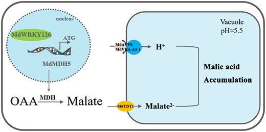 Working model for MdWRKY126 function on the malate regulation in apple fruit. MdWRKY126 activates MdMDH5 transcription and enhances the activity of MDH, resulting in increased accumulation of malate in the cytoplasm. In addition, MdWRKY126 increases the expression of malate transporters MdtDT1 and proton pumps MdAVP3 and MdVHA-A3-1, which contributes to delivery of the accumulated malate into the vacuole, then promotes re-accumulation of malate in the cytoplasm.