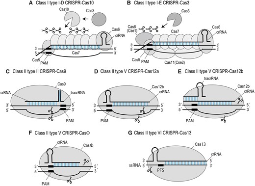 Representative structures of CRISPR–Cas systems. Cas proteins with crRNAs are shown with double-strand DNAs in (A)–(F) and with single-strand RNA in (G). A, Class I type I-D CRISPR–Cas10. Cas10 and Cas3 bind to the Cascade complex containing Cas5, Cas6, Cas7, and crRNA, then Cas10 cleaves and digests dsDNA at target site. B, Class I type I-E CRISPR–Cas3. Cas3 is recruited to the Cascade complex containing Cas5, Cas6, Cas7, Cas8, Cas11, and crRNA, then digests dsDNA at target sites. C, Class II type II CRISPR–Cas9. Single Cas9 protein forms a complex with crRNA annealing to tracrRNA and cleaves dsDNAs at target sites, producing blunt ends. D, Class II type V CRISPR–Cas12a. Single Cas12a protein forms a complex with crRNA and cleaves dsDNAs at target site, producing cohesive ends. E, Class II type V CRISPR–Cas12b. Single Cas12b protein forms a complex with crRNA annealing to tracrRNA and cleaves dsDNAs at target site, producing cohesive ends. F, Class II type V CRISPR–CasΦ. Single CasΦ protein forms a complex with crRNA and cleaves dsDNA at target sites, producing cohesive ends. G, Class II type VI CRISPR–Cas13. Single Cas13 protein forms a complex with crRNA, and cleaves single strand RNA of target gene. PFS, protospacer flanking sequence.