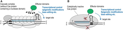 Representative structure of Cas proteins with effector proteins. Class I Cascade complex fused to an effector domain (A) and Class II catalytically inactive Cas protein fused to an effector domain (B) are shown. These engineered Cas proteins have been applied for transcriptional control, epigenetic modification, base editing, etc. at target sites. Effector domains can be fused to any Cas proteins of Cascade complex (A) whereas an effector domain can be fused to one Cas protein (B).