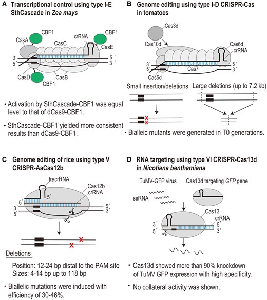 Application of recently developed CRISPR–Cas tools to plant genome engineering. (A) Type I-E SthCascade-CBF1 for targeted gene activation in Z. mays (Young et al., 2019). B, TiD for targeted mutagenesis in tomatoes (Osakabe et al., 2020). C, Type V CRISPR–AaCas12b for targeted mutagenesis in rice (Ming et al., 2020). D, RNA targeting using type VI CRISPR–Cas13d in N. benthamiana (Mahas and Mahfouz, 2018). Sth, S. thermophilus DGCC7710.