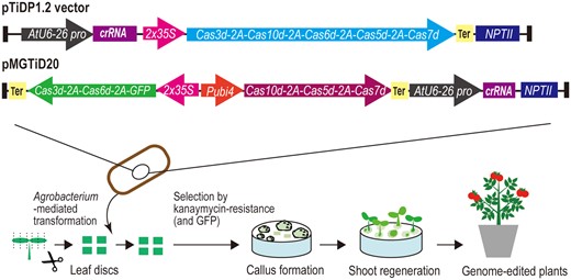 Genome editing by TiD. Scheme for generations of genome-edited tomatoes by TiD is shown. All-in one vector (pTiDP1.2 vector) and two cassette vector (pMGiD20) were used for expression of cas genes and crRNA. Several cas genes and the GFP gene were linked by 2A sequences to enable co-expression of these genes in a single expression cassette. 2x35S, 2x cauliflower mosaic virus 35S promoter, Pubi4: Parsley ubiquitin 4 promoter, NPT, neomycin phosphotransferase.