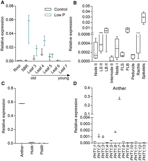 Temporal and spatial expression of PHT1;7 and expression of PHT1 family genes in rice anthers. A, Relative expression of PHT1;7 in root, SBR and leaves (leaves 3–7) of seven-leaf-old seedlings treated with control (90 μM Pi) or low P (1 μM Pi) nutrient solution for 14 d since the fourth leaf appeared. B, Relative expression of PHT1;7 in different tissues, including the node II, LS II, LB II, internode II, node I, flag LS, FLB, peduncle, rachis, and spikelet, that were sampled from rice cultivated in a paddy field 1 d before anthesis. C, Relative expression of PHT1;7 in floral organs, including the anther, husk, and pistil, collected from spikelets 1 d before anthesis. D, Relative expression of rice PHT1 family genes (13 members) in rice anthers. Gene expression level was determined by RT-qPCR. OsActin1 (LOC_Os03g50885) was used as an internal control. All data are plotted with box and whiskers plots: whiskers plot represents minimum and maximum values, and box plot represents second quartile, median and third quartile.