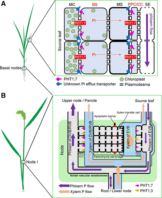 A working model for the roles of PHT1;7 in P redistribution in rice (O. sativa). A, Role of PHT1;7 in the short distance transfer of P in source leaf. P from mesophyll cells or MS cells is exported into apoplastic space by (an) unknown Pi efflux transporter(s). PHT1;7 located in VB sheath cells and CCs imports P from apoplast. P in CCs is further transferred to SEs through plasmodesmata. B, Role of PHT1;7 in nodes. P is loaded into the phloem in both EVBs and DVB/RVB by PHT1;7 and OsPHT1;3.