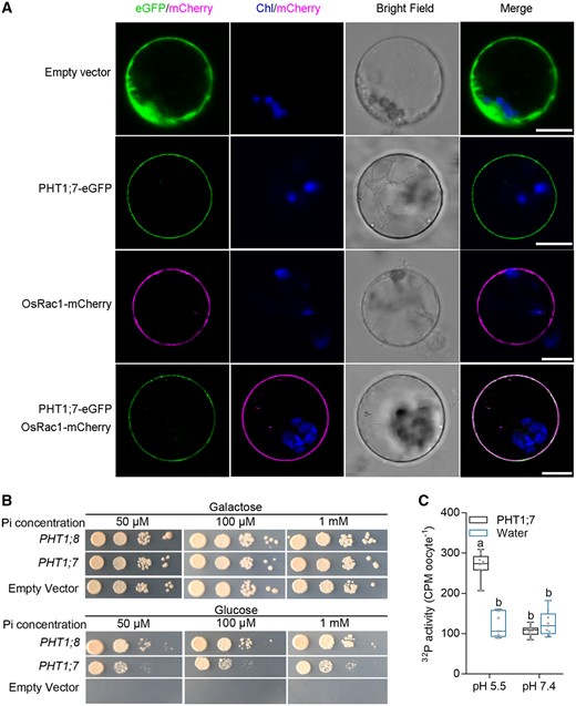 Subcellular localization of PHT1;7 and evaluation of the Pi transport activity of PHT1;7 in yeast and oocytes. A, Plasma membrane localization of PHT1;7 in the rice protoplast. PHT1;7 was colocalized with the plasma membrane-localized GTPase OsRac1. Scale bars = 10 μm. B, Complementation of a yeast mutant EY917 (Δpho84Δpho87Δpho89Δpho90Δpho91) defective in Pi uptake by PHT1;7. Yeast cells harboring either PHT1;8 construct (positive control) or PHT1;7 construct and an EV (negative control) were grown in synthetic dropout (-Trp/-Ura) liquid medium containing 2% (w/v) galactose to an optical density at the wavelength of 600 nm (OD600) of 1. Then 5-μL aliquots of 10-fold serial gradient dilutions were spotted on agar plates with galactose or glucose as carbon source containing different Pi concentration, respectively. Plates were incubated at 28°C for 4 d. C, Transport activity of Pi in X. laevis oocytes. Oocytes expressing PHT1;7 or water-injected negative control were exposed to culture solution containing 0.5 mM Pi labeled with 32P for 3 h at pH 5.5 or 7.4. Data in C are plotted with box and whiskers plots: whiskers plot represents minimum and maximum values, and box plot represents second quartile, median, and third. Different letters indicate significant differences (P < 0.05, one-way analysis of variance, Duncan’s test).