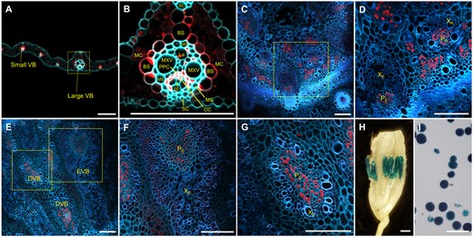 Tissue-specific localization of PHT1;7 as indicated by the GUS reporter gene of transgenic rice plants harboring ProPHT1;7:GUS fusion construct. A–G, Immunostaining of the cross sections of old leaf blade (A and B), basal nodes (C and D), and node I (E–G) using an anti-GUS antibody, respectively. The cyan or blue color in (A–G) represents autofluorescence of cell walls, the red color in (A–G) represents location of ProPHT1;7:GUS. H and I, Histochemical staining for GUS activity in anthers and pollen grains of transgenic plants, respectively. Samples in (A–D) were collected from plants grown in nutrient solution containing 1-μM Pi for 14 d since the fourth leaf appeared, and samples in (E–I) were collected from plants grown in the paddy field. MXV, metaxylem vessel; La, protoxylem lacuna; XR, xylem of RVB; XD, xylem of DVB. Scale bars = 100 μm in (A)–(G), (I) and 1 mm in (H).