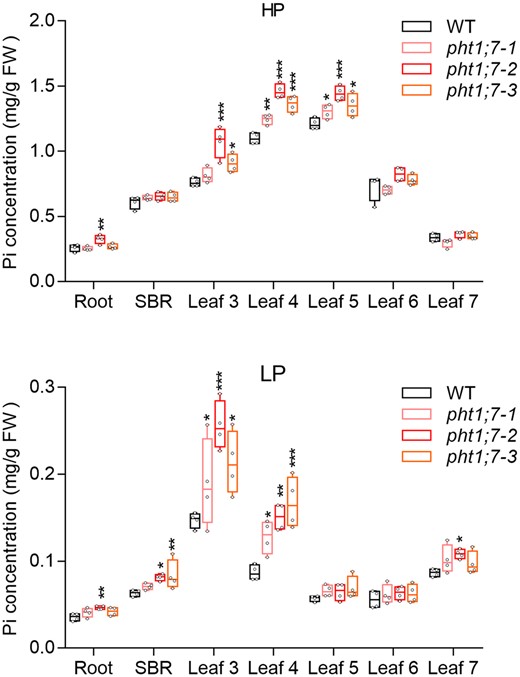 Pi concentrations of tissues of WT and pht1;7 mutants in seedling stage after HP (90 µM Pi) or LP (1 µM Pi) treatments. Four-leaf-old seedlings were grown in 1/2 Kimura nutrient solution supplied with HP or LP until the seventh leaf appeared. Each treatment contains four biological replicates and each replicate contains tissues of two seedlings. All data are plotted with box and whiskers plots: whiskers plot represents minimum and maximum values, and box plot represents second quartile, median, and third quartile. Asterisks indicate significant differences (*P < 0.05; **P ˂ 0.01; ***P < 0.001) compared with the WT, one-way analysis of variance, Duncan’s test.
