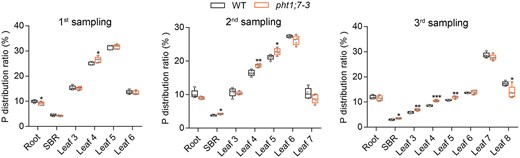 PHT1;7 is involved in P redistribution from source to sink tissues in seedling stage. The WT and the pht1;7 mutant plants were treated with nutrient solution of 90-μM Pi till leaf 6 appeared, and tissues were collected for the first time (first sampling). Whereafter, the WT and the pht1;7 mutant plants with uniform growth condition were transferred to nutrient solution of no Pi. Tissues of the WT and the pht1;7 mutant plants were collected for the second time (second sampling) when the leaf 7 of the WT appeared. After continuing for several days of no Pi treatment, tissues of the WT and the pht1;7 mutant plants were collected for the third time (third sampling) when the leaf 8 of the WT appeared. Leaf 3 indicates the oldest leaf, and leaf 8 indicates the youngest leaf. P distribution ratio in different tissues of the WT and pht1;7-3 mutant was calculated by P content in each tissue divided by P content in the whole plant. Each treatment contains five biological replicates and each replicate contains tissues of two seedlings. All data are plotted with box and whiskers plots: whiskers plot represents minimum and maximum values, and box plot represents second quartile, median and third quartile. Asterisks indicate significant differences (*P ˂ 0.05; **P ˂ 0.01; ***P < 0.001) compared with the WT, one-way analysis of variance, Duncan’s test.