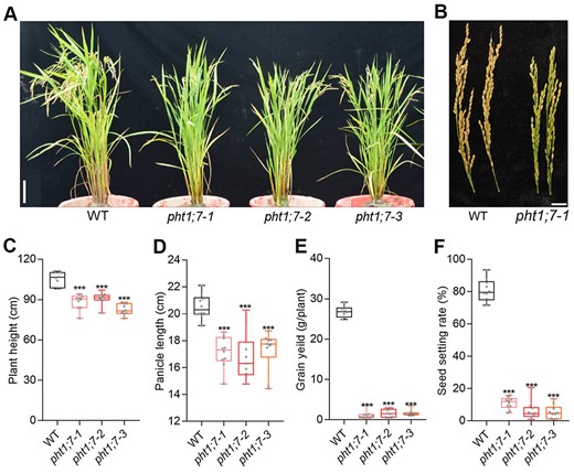 Plant performance and agronomy index of WT and pht1;7 mutants at ripening stage. A and B, Phenotypes of whole plants and panicles. Scale bars = 10 cm in (A) and 2 cm in (B). C–F, Plant height, panicle length, seed setting rates, and grain yield per plant of WT and pht1;7 mutants, n = 10. All data in (C–F) are plotted with box and whiskers plots: whiskers plot represents minimum and maximum values, and box plot represents second quartile, median and third quartile. Asterisks indicate significant differences (***P < 0.001) compared with the WT, one-way analysis of variance, Duncan’s test.
