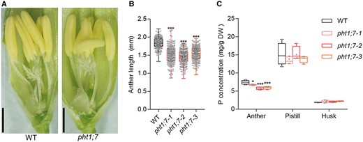 PHT1;7 affects length and P concentration of anthers. A, Anther phenotypes of WT and a typical pht1;7 mutant. Scale bars = 1 cm. B, Anther length of WT and pht1;7 mutants, n = 200. C, Total P concentrations of anthers, pistil, and husk of WT and pht1;7 mutants. Each tissue in (C) contains four replicates, and each replicate contains organs from ∼40 spikelets from tillers of five individual plants. Spikelet or anther samples in (A–C) were collected 1 d before anthesis from plants grown in a paddy field. All data in (B) and (C) are plotted with box and whiskers plots: whiskers plot represents minimum and maximum values, and box plot represents second quartile, median and third quartile. Asterisks indicate significant differences (*P < 0.05; ***P < 0.001) compared with the WT in each group, one-way analysis of variance, Duncan’s test.