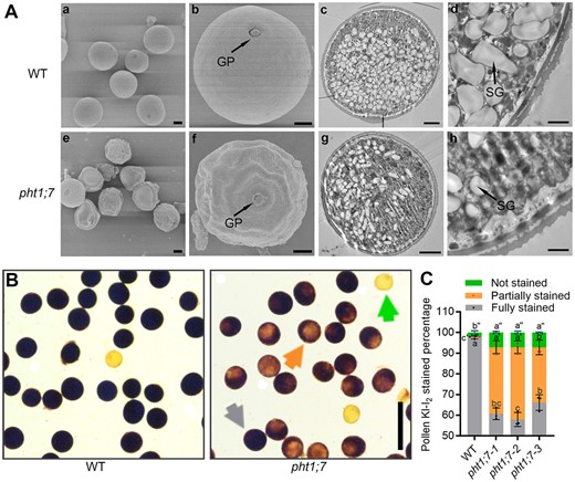 Morphological characteristics and viability assay of pollen grains in the WT and pht1;7 mutants. A, Scanning and transmission electron micrographs of mature pollen grains from WT and pht1;7 mutants. A(a)–(d) Micrographs of the WT pollen grains. A(e)–(h) Micrographs of pht1;7 mutant pollen grains. Most of the pollen grains shown in (e) have an abnormal structure while pollen grains shown in A(a) have a rounded structure. Arrows in A(b) and A(f) point at germination pores of pollen grains. The WT pollen grains in A(c) and A(d) contain more SGs than the pht1;7 pollen grain in A(g) and A(h). Scale bars = 10 μm in A(a) and A(e); 5 μm in A(b), A(c), A(f), and A(g); and 1 μm in A(d) and A(h). B and C, Pollen viability and percentage of each pollen category stained by KI–I2 solution in WT and pht1;7 mutant lines. Pollen grains were collected from flowering rice. The green, orange, and gray arrows point at not stained, partially stained, and fully stained pollen grains, respectively. Scale bars = 100 μm in (B). Data in (C) are means ± sd of three biological replicates. Different letters indicate significant differences (P < 0.05, one-way analysis of variance, Duncan’s test).
