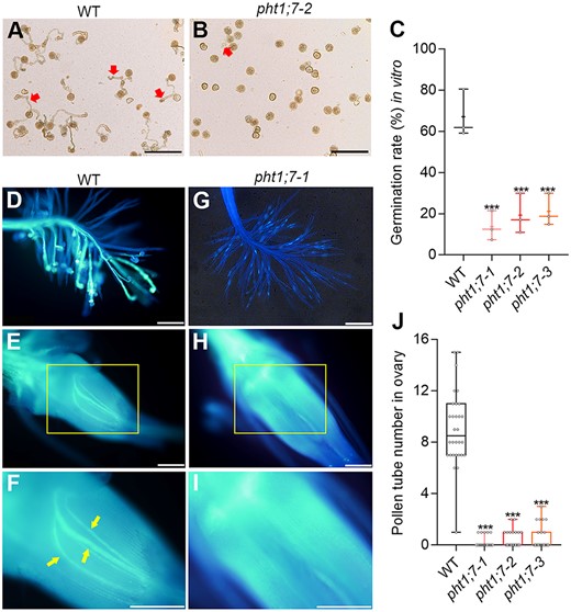 Pollen germination in vitro and in vivo. A–C, Pollen germination of WT and pht1;7 mutants and germination rate in vitro. Mature pollen grains were collected at the onset of flowering and observed by a microscope after germinated 2 h in the pollen germination medium, n = 3. Each independent plant was used as one biological replicate, and pollen grains from more than five spikelets of each independent plant were checked. D–I, Pollen germination of WT and a typical pht1;7 mutant line in vivo. (D) and (G) are stigmas of WT and the pht1;7 mutant, respectively; (E) and (H) are ovaries of WT and pht1;7 mutant, respectively; (F) and (I) are the enlarged exhibition of the area in yellow rectangles of (E) and (H), respectively. Yellow arrows in (F) point at pollen tubes in ovary. J, Pollen tube number in ovaries of WT and pht1;7 mutants, n = 30. Spikelets for in vivo analysis were collected and mixed from five independent plant 2 h after flowering and then stained with aniline blue. All data in (C) and (J) are plotted with box and whiskers plots: whiskers plot represents minimum and maximum values, and box plot represents second quartile, median and third quartile. Asterisks indicate significant differences (***P < 0.001) compared with the WT, one-way analysis of variance, Duncan’s test. Scale bars = 200 μm.