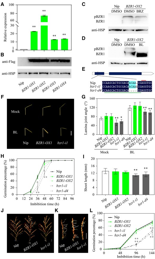Germination of transgenic BZR1-OX and bzr1 mutant rice seeds. A, Expression of BZR1 in the seeds of four OsBZR1-OX lines and “Nip”. Actin1 was used as the internal control for normalization of gene expression data. B, Expression analysis of BZR1-3XFlag fusion protein in the leaves of OsBZR1-OX rice seedlings. C, Effect of BRZ (2 µM) treatment on the abundance of BZR1-3XFlag. The 5-d-old seedlings were grown in water supplemented with 2-µM BRZ or DMSO mock for another 5 d. BRZ, a specific BR biosynthetic inhibitor. D, Effect of BL (1 µM) treatment on the phosphorylation status of BZR1-3XFlag. The leaves of 10-d-old rice seedlings were treated with 1-µM BL or DMSO for 3 h in vitro. BL, the most active BR. Detection of heat shock protein (HSP) was used as the reference for protein loading. BZR1-3XFlag and HSP proteins were detected with antibodies directed against the 3XFlag tag epitope and HSP, respectively. E, Schematic diagram of the target sequence for OsBZR1 gene editing and the sequences of the two bzr1 mutants generated using CRISPR/Cas9. bzr1-i1 and bzr1-d4 have a 1-bp insertion and a 4-bp deletion, respectively, in the OsBZR1 target site (underlined in green). The 5′-AGG-3′ protospacer-adjacent motif is marked with a red line. F, BL sensitivity test of BZR1-OX1, bzr1-i1, and wild-type seedlings using the lamina joint inclination assay. Scale bar = 1 cm. G, Quantitative analysis of the lamina joint inclination assay data as described in (F). Error bars represent sd (n = 3 experiments, each replicate contained 20 seedlings). H and I, Germination rate (H) and shoot length at 96 HAI (I) of germinated BZR1-OX1, bzr1-i1, and wild-type Nip seeds. J and K, PHS phenotypes of mature rice panicles (J) and spikelets (K) of BZR1-OX1, bzr1-i1, and the wild-type after 6 d of imbibition in water. Scale bar = 2 cm. L, Time-course analysis of seed germination rates of the panicles from wild-type, two BZR1-OX lines, and two bzr1 mutants. Error bars represent sd (n = 3 experiments, each replicate contained 30 seeds or 10 panicles). In this figure, *P < 0.05; **P < 0.01 (Student’s t test). The images were digitally extracted for comparison in panels F, J, and K.
