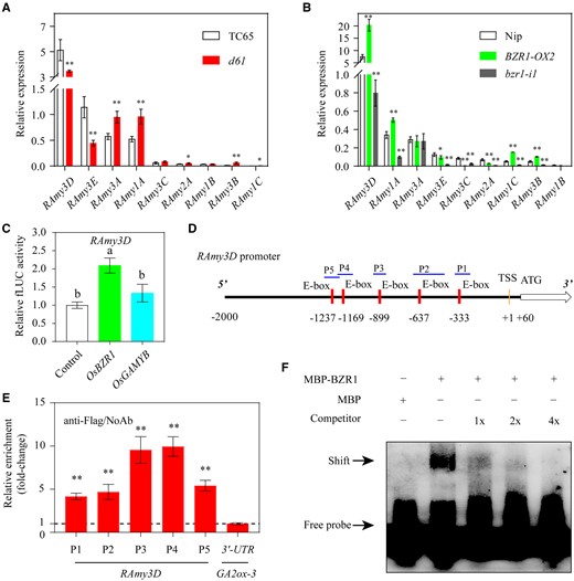 OsBZR1 binds directly to the promoter of RAmy3D and activates its expression. A, RT-qPCR analysis of nine α-amylase family genes in seeds of the d61 mutant and the wild-type TC65 at 2 HAI. B, RT-qPCR analysis of the α-amylase family genes in the seeds of BZR1-OX and the bzr1-i1 mutant and the wild-type Nip at 2 HAI. In A and B, Actin1 was used as the internal gene expression control. Error bars represent sd (n = 3 experiments). *P < 0.05; **P < 0.01 (Student’s t test). C, BZR1, but not GAMYB, activates the RAmy3D promoter. The relative activation values are shown by the LUC/REN ratios. The LUC/REN value for the empty vector plus RAmy3D promoter reporter control sample was set to 1. LUC, firefly luciferase; REN, renilla luciferase. Error bars represent sd (n = 6 experiments). Different letters indicate significant differences at P < 0.05 by Duncan’s multiple range test. D, Distribution of five BZR1-binding E-box motifs in the 2-kb region upstream of the RAmy3D transcription start site (TSS). The P1 to P5 regions marked with blue lines represent the positions used for the ChIP-qPCR assay. E, Relative enrichment of the OsBZR1 binding sites compared with the samples without antibody (NoAb) determined by the qPCR assay. All values were normalized to an unrelated Actin1 intron region, and a DNA fragment from the 3′ untranslated region (UTR) of GA2ox-3 was used as the negative control (Tong et al., 2014). Error bars represent sd (n = 3 experiments). **P < 0.01 (Student’s t test). F, OsBZR1 binding to the P4 region of the RAmy3D promoter shown in an EMSA. The MBP–BZR1 recombinant protein was mixed with the labeled P4 probe together with different amounts of the unlabeled probe as competitor. − or + represent the absence or presence of the indicated components, respectively. The first lane without MBP–BZR1 protein did not cause a mobility shift in the labeled probe.