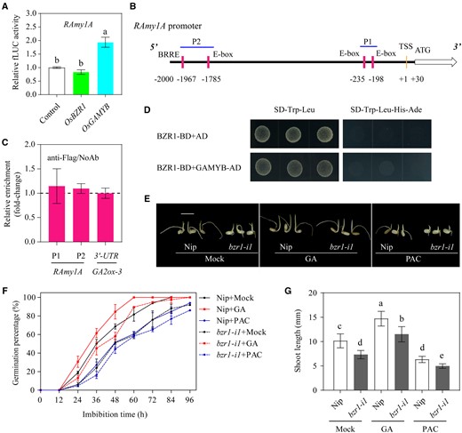 The BZR1-RAmy3D transcriptional module is independent of the established GAMYB-RAmy1A module. A, GAMYB, not BZR1, activates transcription in the RAmy1A promoter. The relative activation is shown by the LUC/REN ratio. The LUC/REN value of the empty vector plus the RAmy1A promoter reporter control sample was set to 1. LUC, firefly luciferase; REN, renilla luciferase. Error bars represent sd (n = 3 experiments). Different letters indicate significant differences at P < 0.05 by Duncan’s multiple range test. B, Distribution of three E-box motifs and one BRRE in the 2-kb region upstream of the RAmy1A transcription start site (TSS). The P1 and P2 regions marked with blue lines represent the position of the DNA fragments used for the ChIP-qPCR assay. C, Relative enrichment of the OsBZR1 binding sites compared with the samples without antibody (NoAb) determined by qPCR assay. All values were normalized to an unrelated Actin1 intron region, and a DNA fragment located in the 3′–untranslated region (UTR) of GA2ox-3 was used as the negative control (Tong et al., 2014). Error bars represent sd (n = 3 experiments). D, BZR1 does not directly interact with GAMYB in a yeast two-hybrid assay. The empty pGADT7 (AD) vector was used as the negative control. E, Morphology of germinating seeds at 96 HAI of the bzr1 mutant and the Nip wild-type treated with gibberellin (GA, 10 µM), paclobutrazol (PAC, 10 µM), or the ethanol mock treatment. PAC is a GA biosynthesis inhibitor. Scale bar = 10 mm. F and G, Germination rate (F) and shoot length at 96 HAI (G) in germinated seeds of the bzr1 mutant and Nip treated with GA, PAC, or ethanol (mock). Error bars represent sd (n = 3 experiments, each replicate contained 30 seeds). *P < 0.05; **P < 0.01 (Student’s t test). The images were digitally extracted for comparison in (E).