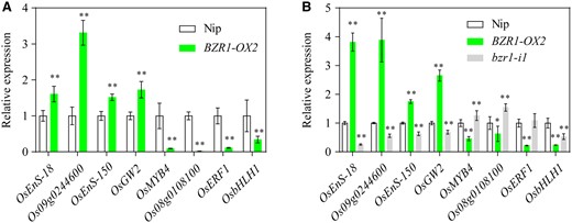 Validation of RNA-seq data for the representative target genes by RT-qPCR. A, RNA-seq data of eight representative DEGs in BZR1-OX2 seeds at 2 HAI. The gene expression levels in Nip were set to 1. B, Verification of the DEGs by RT-qPCR in both BZR1-OX2 and bzr1-i1 mutant seeds at 2 HAI. The gene expression levels in Nip were set to 1. Actin1 was used as the internal control for normalization of gene expression. Error bars represent sd (n = 3 experiments, each replicate contained 30 seeds). *P < 0.05; **P < 0.01 (Student’s t test).