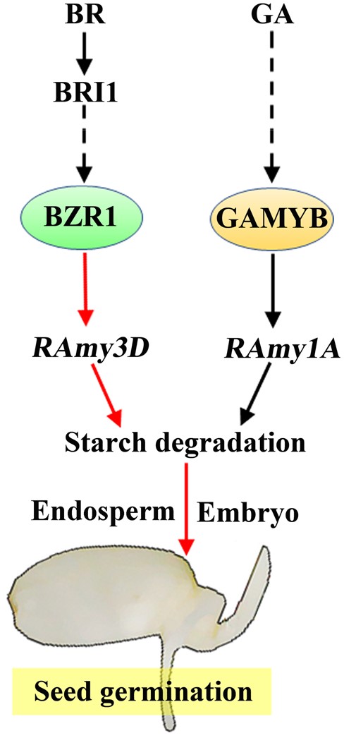 Working model for the BZR1-mediated transcriptional module in the regulation of rice seed germination. BR promotes germination in rice seeds via the key transcription factor BZR1 that mediates the expression of downstream target genes. One representative direct target of BZR1 is RAmy3D, a gene that encodes an important α-amylase that plays a crucial role in starch degradation at the initial stage of seed germination. The BZR1-RAmy3D transcriptional module, which is independent of the GAMYB-RAmy1A module, functions in both the endosperm and in embryo-related tissues. Moreover, both RAmy3D and RAmy1A promote starch turnover, thus providing more sugars for seed germination and embryo growth. Broken lines indicate indirect or multistep regulation. Arrowheads represent positive regulation.
