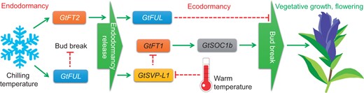 A hypothetical model of GtFT2 function in endodormancy release. The green arrows denote activation and the red dashed lines represent suppression. Modified from Takahashi et al. (2022). Gt, Gentiana triflora; FT, FLOWERING LOCUS T; FUL, FRUITFUL; SVP-L1, SHORT VEGETATIVE PHASE-LIKE 1; and SOC1b, SUPPRESSOR OF OVEREXPRESSION OF CO 1 b.