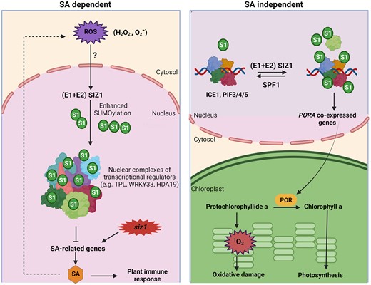 A model for regulating SUMO–ROS interplay by SIZ1 in a SA-dependent and -independent manner. Left panel, reactive oxygen spices (ROS) trigger SUM1/2 (S1) conjugates deposition, in a SUMOylation process under the control of SUMO E1 activases (E1), SUMO E2 conjugases (E2), and SUMO E3 ligase SIZ1. The nuclear components, including several transcriptional regulators, are SUMOylated, causing repression of salicylic acid (SA) associated genes. Mutation in SIZ1 causes an upregulation of SA-related genes, some of which are involved in SA biosynthesis. Accumulation of SA leads to overproduction of H2O2 and O2−. Right panel, SIZ1 regulates singlet oxygen levels in a SA-independent pathway. SUMOylation of the bHLH transcription factors such as ICE1 and PIFs modulates the expression of several co-expressed PORA genes and the de-SUMOylating protease SUMO PROTEASE RELATED TO FERTILITY1 (SPF1) negatively controls PORA genes. The protochlorophyllide oxidoreductase (POR) enzymes are needed to convert PChlide a into chlorophyll a, preventing oxidative damage to the cell. The figure was adapted from Castro et al. (2022) and created with BioRender.com.