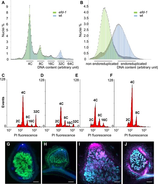 Mtefd-1 nodules exhibits an unusual plant cell endoreduplication phenotype, and a poor S. meliloti nifH expression level, without significant cell death. A and B, Comparison of plant (A) and bacterial (B) cell endoreduplication in wt and Mtefd-1 nodules (n = 19). C, D, E, and F, Levels of plant cell endoreduplication in wt (C), TRV43 (D), Mtefd-1 (E), and TR183 (F); each graph is representative of observations from two biological repeats (n = 22, 9, 19, and 16, respectively). G and H, Expression of S. meliloti pnifH:GFP in wt (G) and Mtefd-1 (H) nodules. DNA was stained with DAPI (blue fluorescence). I, J Live-dead assay of wt (I) and Mtefd-1 (J) nodules. Cells showing a cyan signal (SYTO 9) are alive while the magenta signal (propidium iodide) corresponds to dead cells as well as plant nuclei (particularly abundant in the nodule meristem). Asterisks indicate the nodule meristematic region. Nodules were analyzed at 21 dpi. Bars = 250 µm. Plants were grown under aeroponic condition for (A), (B), (G), (H), (I), and (J), and attapulgite condition for (C), (D), (E), and (F).
