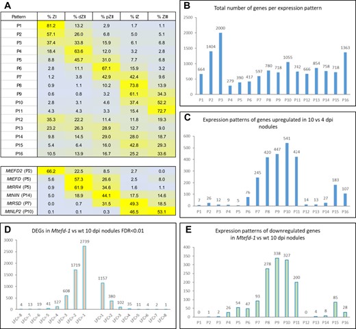 Expression pattern of MtEFD and other regulators of nodule development, and downregulation by the Mtefd-1 mutation of many genes expressed during late nodule development. A, Top: 16 expression patterns defined in wt nodules (Pecrix et al., 2018), based on the average relative expression levels (in percentage of total expression) in five laser-dissected nodule zones, namely zone I (ZI), distal zone II (dZII), proximal zone II (pZII), interzone II-III (IZ), and fixation zone III (ZIII) (RNA-seq data from Roux et al., 2014, mapped on the MtV5.0 genome release and reanalyzed). P1–P11 are mostly expressed in a single zone, while P12–P15 are expressed in all zones with a preferential one. A, Bottom: expression profile (with pattern number in parentheses) of MtEFD and its paralog MtEFD2, as well as MtRR4 and three TF genes thought to regulate nodule differentiation, shown in our final model (Figure 6). B, Distribution of all nodule-expressed genes amongst the 16 expression patterns (wt nodules). C, Number of genes upregulated in mature (10 dpi) versus immature (4 dpi) wt nodules (FC > 4; FDR < 0.01), per expression pattern. D, Cumulative number of genes upregulated and downregulated at least two-fold in Mtefd-1 versus wt 10 dpi nodules. E, Number of genes downregulated in Mtefd-1 versus wt 10 dpi nodules (FC < −4; FDR < 0.01), per expression pattern.