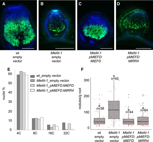 The type A response regulator MtRR4 complements the hypernodulation phenotype of Mtefd-1 but not its nodule differentiation phenotype. A–D, Mtefd-1 complementation assays, using S. meliloti NifH:GFP-induced nodules and A. rhizogenes-mediated root transformation. A, wt mature nodules. B, Mtefd-1 nodules are efficiently complemented by pMtEFD:MtEFD. C, pMtEFD:MtRR4 fails to restore full nodule development and NifH:GFP expression in Mtefd-1. D, Mtefd-1 nodule transformed with an empty vector. Blue and green fluorescence: DAPI-staining of DNA and GFP expression, respectively (50 µm sections). DsRed expression (transformation marker) was checked for all nodules. E, Analysis by flow cytometry of the endoreduplication level of wt, efd-1, and efd-1 transformed by MtEFD or MtRR4; MtRR4 fails to restore the 32C level of plant cell endoreduplication. F, Analysis of the average nodule number produced in wt, efd-1, and efd-1 transformed by MtEFD or MtRR4; pMtEFD:MtRR4 complements the hypernodulation phenotype of Mtefd-1 Statistical significance was analyzed by Kruskal–Wallis multiple comparison test. Samples with different letters (a and b) show a statistical difference for P ≤ 0.001. Root fresh weight, measured after nodule removal. Center lines, box range, whiskers, black points, and red points indicate the median, lower to upper quartile, 1.5× interquartile, outliers, and individual values, respectively. All nodules were analyzed at 21 dpi. Bars = 250 µm.