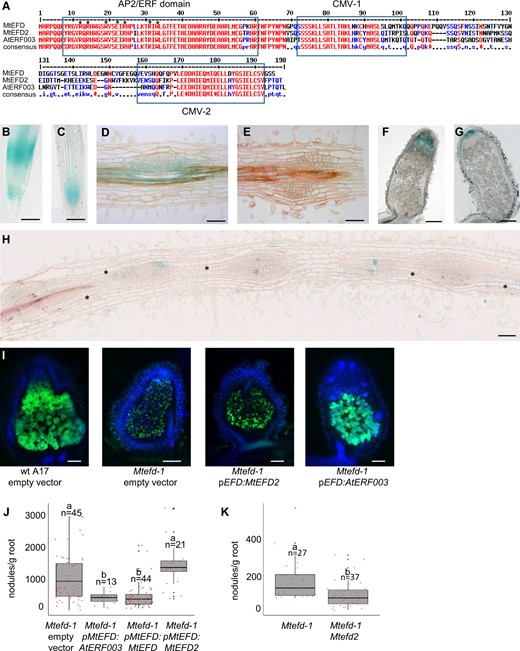 MtEFD2, an MtEFD paralog with a distinct expression pattern, is unable to complement the Mtefd-1 nodule phenotypes, in contrast to AtERF003, and positively regulates the nodule number in the Mtefd-1 mutant background. A, Multiple alignment analysis of MtEFD-like proteins in M. truncatula (MtEFD2; 79.1% similarity) and A. thaliana (AtERF003; 77.9% similarity). Amino acids involved in the direct interaction with DNA (Nakano et al., 2006) are indicated by an asterisk (AP2/ERF domain). CMV-1 and CMV-2 (= conserved motifs 1 and 2 of group V ERF proteins) are as previously defined (Cerri et al., 2015). Red and blue fonts: high and low consensus value (>90% and >50%, respectively). B and C, Expression of pMtEFD:GUS (B) and pMtEFD2:GUS (C) in wt root tips (cleared roots) D and E, Expression of pMtEFD:GUS (D) and pMtEFD2:GUS (E) in wt nodule primordia (10 µm sections). F and G, Expression of pMtEFD:GUS (F) and pMtEFD2:GUS (G) in wt mature nodules (50 µm sections). H, Expression of pMtEFD2:GUS in a Mtefd-1 mutant roots inoculated with S. meliloti 2011 (10 µm section). Asterisks indicate unorganized cortical cell divisions adjacent to nodule primordia. B–H, Observations following revelation of GUS activity. I, Sections (50 µm) of S.meliloti NifH:GFP-induced nodules (17 dpi) produced on wt M. truncatula A17 transformed with an empty vector, and Mtefd-1 mutant transformed with an empty vector, MtEFD2 and AtERF003 expressed from MtEFD promoter; note the presence of differentiated bacteroids around a central vacuole in wt nodules and pEFD:AtERF003 transformed nodules only. Blue and green fluorescence: DAPI staining of DNA and GFP expression, respectively. DsRed expression (transformation marker) was checked for all nodules. J, Average number of nodules produced at 21 dpi by Mtefd-1 transformed by an empty vector, AtERF003, MtEFD, and MtEFD2 expressed from MtEFD promoter. K, Average number of nodules produced at 17 dpi in the Mtefd-1 mutant and the Mtefd-1 Mtefd2 double mutant. b: P < 0.001 (Kruskal–Wallis test). Root fresh weight, measured after nodule removal. Bars = 250 µm (B, C, F, G, and I) or 100 µm (D, E, and H). A. rhizogenes-mediated root transformation for (B)–(K).