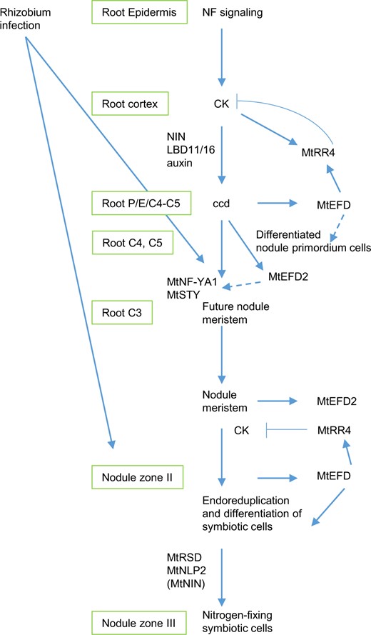 Model of MtEFD and MtEFD2 involvement in M. truncatula nodule development, integrated with other known regulators. Inspired by Xiao et al. (2014) and Shresta et al. (2020) for primordium and nodule meristem formation, by Schiessl et al. (2019) and Soyano et al. (2019) regarding NIN and auxin biosynthesis, and by Sinharoy et al. (2013), Feng et al. (2021), and Jiang et al. (2021) regarding MtRSD, NIN, and NLP2 in nodule development and activity. In the primordium cells, MtEFD would be first involved in the differentiation of nodule, following the Nod Factor signaling pathway leading to induction of root cortical cell divisions by CKs and auxin. MtEFD would also contribute to the transcriptional activation of MtRR4, a negative regulator of CK signaling, thereby contributing to negative feedback regulation of ccd and nodulation. In the nodule, MtEFD would be involved in the differentiation of cells generated by the nodule meristem, including late endoreduplication cycles (C16–C32 and C64). Based on their respective expression profile (Figure 2), MtEFD would act before two other regulators of nodule development, namely MtRSD and MtNLP2. MtNIN is only weakly downregulated in the Mtefd-1 mutant at 10 dpi. MtEFD also contributes to the regulation of CK signaling in the nodule (Figure 3G), possibly through MtRR4, but MtRR4 cannot complement the Mtefd-1 differentiation nodule phenotype, whereas it complements the Mtefd-1 hypernodulation phenotype. MtEFD2 is proposed to contribute to MtNF-YA1 expression and action, through its regulation cascade comprising MtSTY genes. NF, Nod Factors; ccd, cortical cell divisions; P, Pericycle; E, endodermis; C3, C4, and C5, cortical cell layers 3, 4, and 5, respectively.