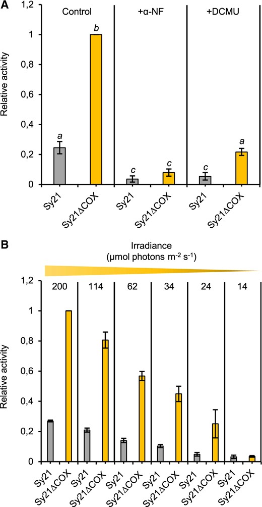 Characterization of CYP1A1 activity in the CYP1A1 expressing strains. Mean CYP1A1 activity as determined by EROD assay where the amount of fluorescent product produced is directly proportional to CYP1A1 activity. A, Characterization in the presence of the P450 inhibitor α-NF and PSII inhibitor DCMU (+DCMU). B, Characterization during a light gradient of decreasing irradiance, ranging from standard light growing conditions (200 µmol photons m−2 s−1) to reduced light conditions (14 µmol photons m−2 s−1). Different letters indicate significant difference between strains (one-way ANOVA, Tukey’s post hoc test, P-value < 0.05). Each value is the mean of three independent replicates, error bars represent standard deviation of the mean.