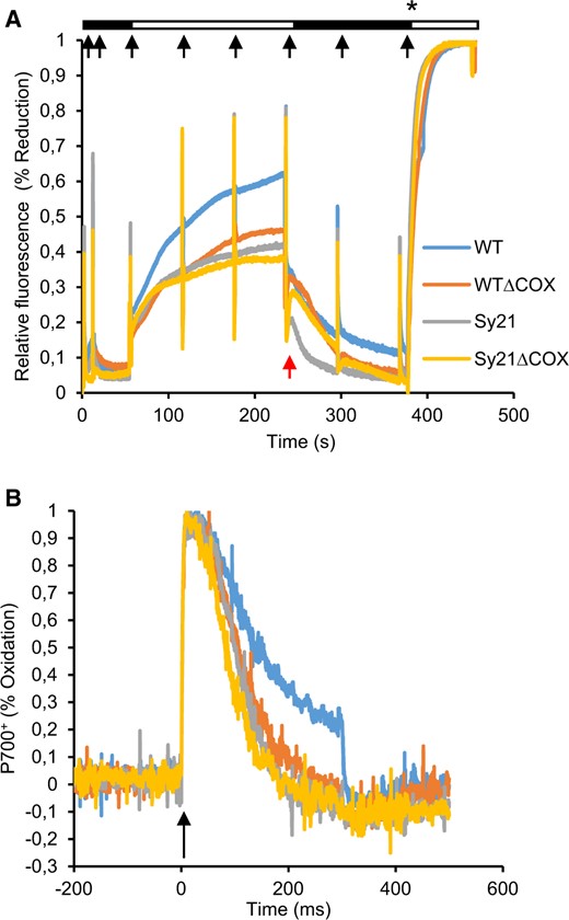Photophysiological characterization of PSII and PSI. A, Induction recuperation curve describing the oxidation and subsequent re-reduction of the PQ pool derived using Dual-PAM 100. Black boxes represent periods of dark while white boxes represent illumination period with actinic light of 200 µmol photons m−2 s−1 (growth irradiance). Red arrow indicates the postillumination transition where the actinic light was switched off. Black arrows represent discrete saturating pulses of light (10,000 µmol photons m−2 s−1). Asterisk indicates the moment of addition of DCMU for achieving the absolute reduction of the PQ Pool. B, P700+ oxidation kinetics describing the speed of oxidation and subsequent re-reduction of PSI. The black arrow indicates the pulse of saturating irradiance (10,000 µmol photons m−2 s−1) that triggers the experiment. Curves are the average produced from three independent replicates.