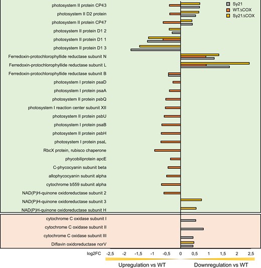 Differential regulation of genes related to photosynthesis identified from the GO enrichment analysis. The genes that are displayed in the green background were identified from the GO enrichment analysis (Supplemental Figure S5) and are complemented by other differentially regulated genes, displayed in the peach background, that are known to be potential sinks of electrons derived from photosynthesis. Bars represent differentially regulated genes of ΔCOX (orange), Sy21 (gray), and Sy21ΔCOX (yellow) in comparison to WT. Positive/negative log2FC represents genes downregulated/upregulated in the engineered strain in comparison with the WT control condition. GO enrichment analysis was constructed using the output of DESeq2 (three replicates for each condition).