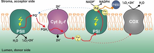 Proposed model of photosynthetic electron flow in engineered photosynthetic cell lines. PSII/PSI, photosystem II&I; PQ, plastoquinone; PQH2, plastoquinol; Cyt b6f, cytochrome b6f; Cyt c6, cytochrome c6; Fd, ferredoxin; Flv1,3, Flavodiiron 1,3; P450, cytochrome P450 (CYP1A1); and COX, aa3-type cytochrome-c oxidase. Red solid arrows indicate electrons of photosynthetic linear electron flow while red dotted arrow indicates electrons directed to respiration; black arrows indicate transport of H+ ions over the thylakoid membrane; yellow arrows represent photons; blue dotted arrow represents cyclic electron transport; and orange arrow represents the alternative electron flow toward CYP1A1.