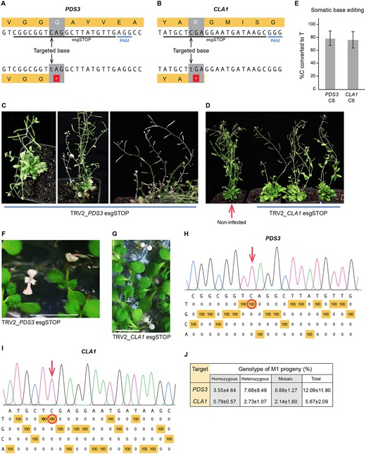 Heritable base-editing in Arabidopsis to create loss-of-function mutations at PDS3 and CLA1. A, The esgRNA target in PHYTOENE DESATURASE 3 (PDS3). Cytosine base editing precisely converts a CAG codon to a premature TAG stop codon. PAM: protospacer adjacent motif. B, The esgRNA target in CLOROPLASTOS ALTERADOS 1 (CLA1). Base-editing converts a CGA codon to a TGA stop codon within the protein-coding sequence. C, PDS3 knockout phenotypes in the M0 generation. The Arabidopsis plants were infected with TRV expressing the esgRNA targeting PDS3. Infected plants were grown at a constant temperature of 18°C with a 16-h/8-h day/night cycle, a light intensity of 100 μmol m−2 s−1, and 50% humidity. D, CLA1 knockout phenotypes in the M0 generation. Plants were grown under the same conditions as in panel C. E, Base-editing frequencies in cauline leaves of the M0 generation. Data are presented as the mean ± sd (PDS3, n = 5; CLA1, n = 7). F, Albino phenotypes of the PDS3 base-edited M1 progeny from the parental plants infected with TRV2-PDS3 esgRNA. All seeds were harvested from infected parental plants and germinated on 0.5 MS medium containing 1% (w/v) sucrose. Scale bar: 0.5 cm. G, Albino phenotypes of the CLA1 base-edited M1 seedlings. Scale bar: 0.5 cm. H, Representative base-editing profile of PDS3 homozygous mutant M1 progeny. C–T conversion frequencies at every nucleotide in the 20-bp protospacer were quantified with EditR (https://moriaritylab.shinyapps.io/editr_v10/). I, Representative base-editing profile of homozygous mutant CLA1 M1 progeny. J, The frequency of heritable gene editing in M1 seedlings. All seeds were harvested from infected plants. All white seedlings and green seedlings with white or yellow sectors were genotyped. Green seedlings were randomly sampled and genotyped. Most of the mutations were C-to-T edits. The mutation in one sectored seedling from PDS3_P1 was a 14-bp deletion; the mutations in two white seedlings and one green seedling from PDS3_P2 were 4-bp deletions. Data are presented as the mean ± sd (n = 3 parental lines). Genotyping data details are shown in Supplemental Table S1.