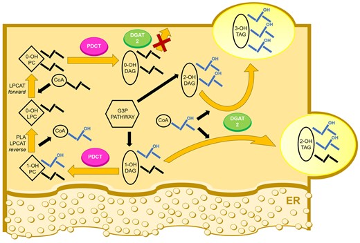 Castor PDCT and DGAT2 working in concert to enhance tri-ricinoleoyl glycerol amount in castor seeds. Proposed acyl flow in TAG synthetic pathway in castor endosperm. De novo synthesis of DAG via G3P pathway gives rise to DAG with two (2-OH-DAG) and one (1-OH-DAG) ricinoleoyl groups (mainly located in the sn-2 position). 1-OH-DAG is preferentially exchanged with PC with no ricinoleoyl groups (0-OH-PC) by PDCT. The ricinoleoyl group in 1-OH-PC derived from DAG is rapidly replaced with a nonhydroxylated acyl group and the ricinoleate is recycled in the G3P pathway to mainly yield 2-OH-DAG or used by PDAT to form 3-OH-TAG. Ricinoleoyl-containing DAG is mainly acylated with ricinoleoyl groups by DGAT2. However, DAG with no ricinoleoyl groups (0-OH-DAG) is strongly selected against in presence of DAG with ricinoleoyl groups. Thus, a DAG pool with acyl composition similar to PC and not used in TAG synthesis replaces the 1-OH-DAG shunted to PC and can be used in membrane lipid synthesis. PDAT reaction is not depicted in the figure but can be predicted to have the same high selectivity for ricinoleoyl-containing substrates as DGAT2 (Dahlqvist et al., 2000; Lunn et al. 2019). ER, endoplasmic reticulum.
