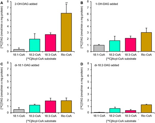 Acyl-CoA specificity of castor DGAT2 with different DAG species. Acyl-CoA specificity of castor DGAT2 was assessed with DAG with two ricinoleoyl groups (2-OH-DAG) (A), one ricinoleoyl group (1-OH-DAG) (B), di-18:1-DAG (C), and di-18:2-DAG (D) as acyl acceptors. The DGAT2 activity was measured in microsomal preparations of yeast strain H1246 expressing the castor DGAT2. Average values shown ± sd, n = 3 replicates. Double (**) asterisks indicate significant difference at P < 0.01 in one-way ANOVA followed by post hoc Tukey’s test.