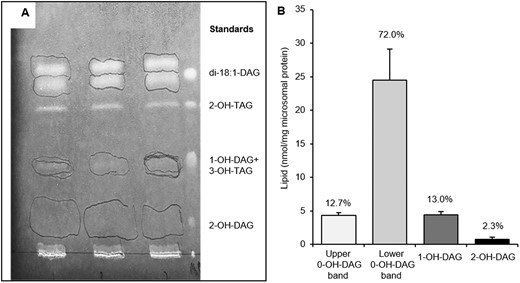 Separation and quantification of DAG species in microsomal preparations of castor bean endosperm. A, TLC separation of DAG species in microsomal preparation of developing castor endosperm visualized in UV-light after sprayed with primuline. Areas containing the separated DAG species are encircled with pencil and were removed for analysis of acyl composition and quantity. B, The amounts of separated DAG species from (A) as determined by GC. The relative contribution (%) of each DAG species is indicated in the figure. 0-OH-DAG, 1-OH-DAG, and 2 OH-DAG designate DAG with no, one and two ricinoleoyl groups respectively. Average values shown ± sd, n = 3 replicates.