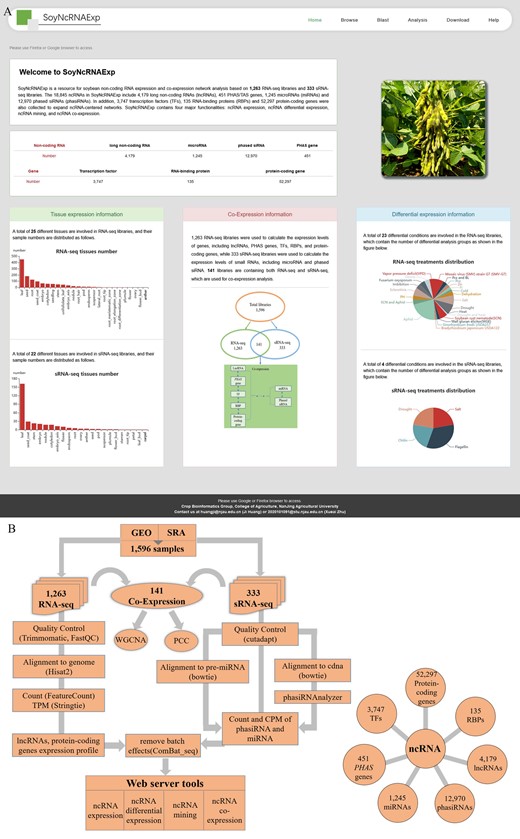 SoyNcRNAExp overview and data analysis workflow. A, Database main page. B, Data analysis workflow. We downloaded and processed the raw sequencing data with a unified pipeline to obtain transcript expression values. The featureCounts and stringtie were employed to calculate the expression count and TPM for long ncRNAs, PHAS genes, and protein-coding genes. The CPM was calculated for miRNAs and phasiRNAs. Combat-seq of the Sva package was employed for batch effect processing. The processed data were imported into SoyNcRNAExp to build four functionalities of ncRNA expression, ncRNA differential expression, ncRNA mining, and ncRNA co-expression. GEO, Gene Expression Omnibus; SRA, Sequence Read Archive.