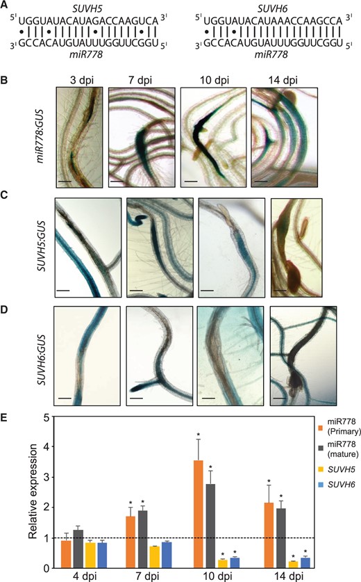 miR778 and its target genes SUVH5 and SUVH6 are expressed in H. schachtii-induced syncytium. A, Mature sequence of miR778 and its base pairing with its target genes. B–D, Histochemical localization of GUS activity directed by promoters of miR778 (B) and its targets SUVH5 (C) and SUVH6 (D) at 3, 7, 10, and 14 dpi. Scale bar = 200 µm. E, miR778 posttranscriptionally regulates SUVH5 and SUVH6 in the H. schachtii-infected roots. The expression levels of primary miR778, mature miR778, SUVH5, and SUVH6 were determined using RT-qPCR in wild-type Col-0 roots infected with H. schachtii at 4, 7, 10, and 14 dpi relative to the noninfected control roots, which were set to 1. Data are averages of three biologically independent root samples ± se. Asterisks indicate statistically significant differences in the expression levels between infected and noninfected roots determined by ANOVA (P < 0.05).