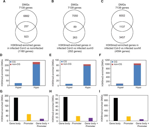 SUVH5- and SUVH6-mediated H3K9me2 deposition is associated with CG DNA methylation in H. schachtii-infected roots. A–C, Overlaps between DMGs identified in infected wild-type Col-0 plants and H3K9me2-enriched genes identified in infected Col-0 when compared with noninfected Col-0 (A), infected suvh5 (B) or infected suvh6 plants (C). The overlapping genes indicated in (A–C) are listed in Supplemental Data Sets S14–S16, respectively. DMGs were identified in the roots of H. schachtii infected wild-type Col-0 plants under similar conditions (Hewezi et al., 2017). D–F, Methylation directions and sequence contexts of the 257 (D), 89 (E), and 1,137 (F) DMGs enriched in H3K9me2 and shown in (A), (B), and (C), respectively. G–I, Numbers of genes showing differential DNA methylation in gene body, promoter, or in both gene body and promoter regions for the 257 (G), 89 (H), and 1,137 (I) DMGs enriched in H3K9me2 and shown in (A), (B), and (C), respectively.