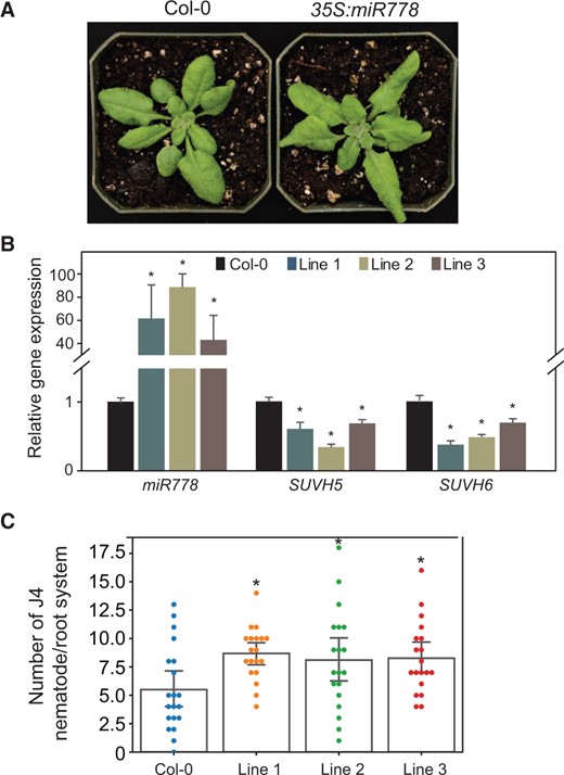 Constitutive overexpression of miR778 in Arabidopsis increased plant susceptibility to H. schachtii. A, Phenotype of miR778 overexpression lines compared to Col-0. B, Overexpression of miR778 in three independent transgenic Arabidopsis lines significantly reduced the expression levels of SUVH5 and SUVH6. Expression levels of miR778, SUVH5, and SUVH6 were measured by RT-qPCR using three biological samples collected from 2-week-old plants. Relative fold change values represent expression levels in miR778 overexpression samples relative to the wild-type control samples, which were set to 1. The U6 small nuclear RNA and 60S ribosomal genes were used as reference genes to normalize miR778 gene expression, whereas Actin8 and PP2AA3 were used as reference genes to normalize SUVH5 and SUVH6 expression. Data are averages of the three biological root samples ± se. Statistically significant differences between overexpression and control samples determined by ANOVA (*P < 0.05). C, Overexpression of miR778 increased plant susceptibility to H. schachtii. The numbers of J4 female nematode per plant root were determined 3 weeks after inoculation and used to determine susceptibility levels. Each dot represents one replicated plant, and bars represent averages ± se. Statistically significant differences between miR778 overexpression lines and wild-type Col-0 plants were determined using ANOVA (*P < 0.05).