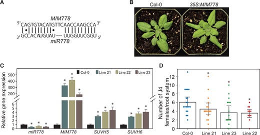 Suppression of miR778 expression via target mimicry reduced plant susceptibility to H. schachtii. A, Nucleotide sequences of the artificial nondegradable binding site generated for mature miR778. The mimic sequence for miR399 in the IPS1 gene was replaced by a mimic sequence for miR778 (MIM778), which included a three-nucleotide bulge (TTC). B, Phenotype of MIM778 overexpression lines compared with Col-0. The Col-0 image is the same as that shown in Figure 2A. C, Inactivation of miR778 expression in three independent transgenic Arabidopsis lines significantly enhanced the expression levels of SUVH5 and SUVH6. Expression levels of miR778, SUVH5, and SUVH6 were measured by RT-qPCR using three biological samples collected from 2-week-old plants. Relative fold change values represent expression levels in MIM778 overexpression samples relative to the wild-type control samples, which were set to 1. The U6 small nuclear RNA and 60S ribosomal genes were used as reference genes to normalize miR778 gene expression, whereas Actin8 and PP2AA3 were used as reference genes to normalize SUVH5 and SUVH6 expression. Shown are averages of the three biological samples ± se. Statistically significant differences between overexpression and control samples determined by ANOVA (*P < 0.05). D, Overexpression of MIMR778 reduced plant susceptibility to H. schachtii. The numbers of J4 female nematodes per plant root were determined 3 weeks after inoculating 10-days-old plants and used to determine susceptibility levels. Each dot represents one replicated plant, and bars represent averages ± se. Statistically significant differences between MIM778 overexpression lines and wild-type Col-0 plants were determined using ANOVA (*P < 0.05).