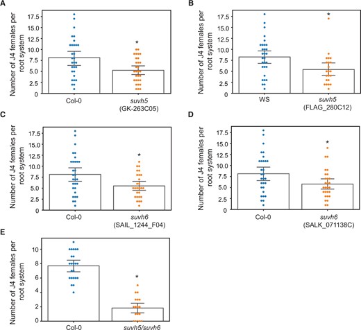 Mutations of SUVH5 and SUVH6 decrease plant susceptibility to H. schachtii. A–E, Nematode infection assays of mutant lines of suvh5 (GK-263C05 and FLAG_280C12) (A and B), suvh6 (SAIL_1244_F04 and SALK_071138C) (C and D), and suvh5/suvh6 double mutant (E), and the corresponding wild-type Col-0 or WS plants. The numbers of J4 female nematodes per plant root were determined 3 weeks after inoculating 10-day-old plants and used to determine susceptibility levels. Each dot represents one replicated plant and bars represent averages ± se. Statistically significant differences between mutant lines and the corresponding wild-type Col-0 or WS plants were determined using ANOVA (*P < 0.05).