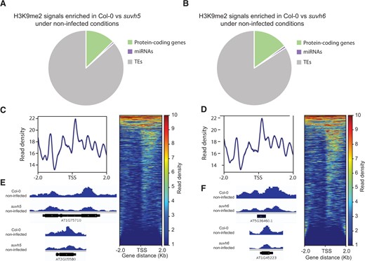 Differential accumulation of H3K9me2 signal between wild-type Col-0 plants and both suvh5 and suvh6 mutants under noninfected conditions. A and B, Distribution of H3K9me2 peaks overlapping with protein-coding genes, miRNAs, and TEs, and enriched in Col-0 when compared with suvh5 (A) or suvh6 (B) under noninfected conditions. C and D, Heatmaps of ChIP-seq signals enriched in protein-coding genes in Col-0 when compared with suvh5 (C) or suvh6 (D) under noninfected conditions. Genes were scaled to the same size with TSS flanked by 2-kb regions. Only significant (P-value < 0.05, log2FC > 1) H3K9me2 peaks were included in the analysis. Color scales on the right indicate H3K9me2 signal intensity, which reflects normalized sequence reads. E and F, Representative examples of H3K9me2 peaks overlapping with protein-coding genes in Col-0 as compared with suvh5 (E) or suvh6 (F) under noninfected conditions.
