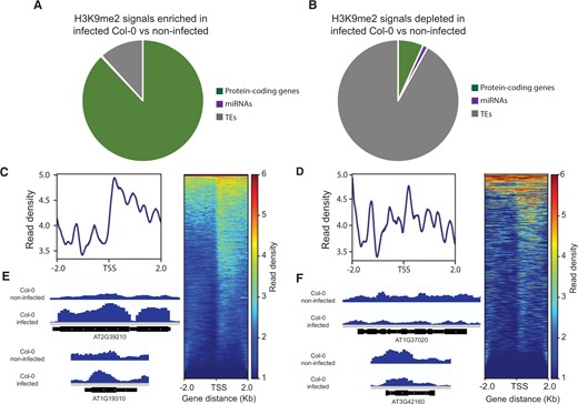 Differential accumulation of H3K9me2 signal between H. schachtii-infected and noninfected Col-0 plants. A and B, Distribution of H3K9me2 peaks overlapping with protein-coding genes, miRNAs, and TEs, and enriched (A) or depleted (B) in H. schachtii-infected Col-0 as compared with noninfected control plants. C and D, Heatmaps of ChIP-seq signals enriched (C) or depleted (D) in protein-coding genes in H. schachtii-infected Col-0 versus noninfected plants. Genes were scaled to the same size with TSS flanked by 2-kb regions. Only significant (P-value < 0.05, log2FC > 1) H3K9me2 peaks were included in the analysis. Color scales on the right indicate H3K9me2 signal intensity, which reflects normalized sequence reads. E and F, Representative examples of H3K9me2 peaks overlapping with protein-coding genes that are enriched (E) or depleted (F) in H. schachtii-infected Col-0 versus noninfected plants.